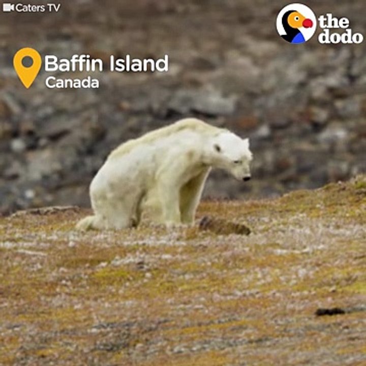 Starving Polar Bear Eats Trash   The Dodo