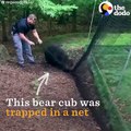 Baby Bear Rescued From Net by Police Officer   The Dodo