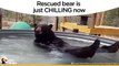 Bear Rescued, Now Chills In His Pool   The Dodo