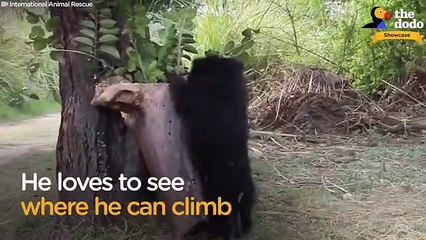 Baby Sloth Bear Loses Mom, But Meets People Who Believe In Him   The Dodo Showcase