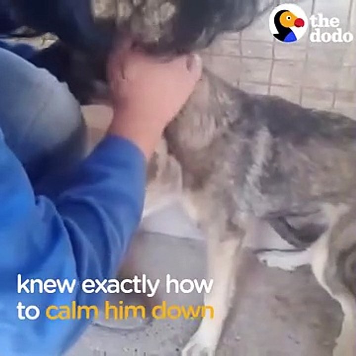 Dog Cries Every Time He's Touched — Until He Meets This Woman The Dodo
