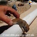 Drowning Prairie Dog Rescued by Guy   The Dodo