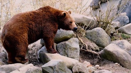 GORILLA | movie | 2021 | Official Clip