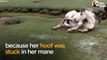 Baby Horse Refuses To Leave Injured Mom's Side   The Dodo