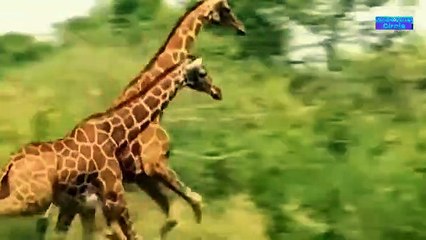 Download Video: Elephants Rescue Three Cheetahs Baby - Elephant vs Lion vs giraffe, Hippo Resuce Impala From Hyenas