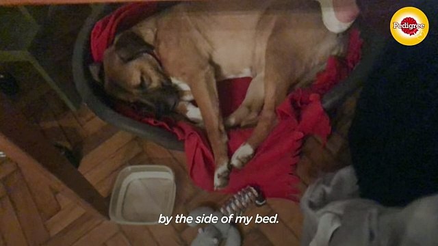 Shelter Dog Finds Her Forever Family ❤️ The Dodo