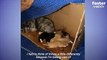 Woman Finds Stray Mama Cat And Kittens Outside Her Office   The Dodo Foster Diaries