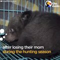 Family Has Been Rescuing Orphaned Bear Cubs For Over 30 Years   The Dodo