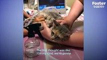 Security Guard Brings Home A Pregnant Stray Cat   The Dodo Foster Diaries