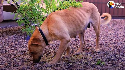 College Student Can't Say Goodbye To Her Foster Dog   The Dodo Foster Diaries