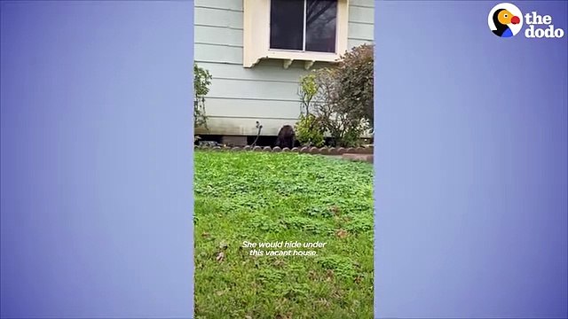 Senior Dog Tells His Mom To Rescue A Stray Pup The Dodo Foster Diaries