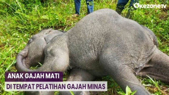 Anak Gajah Mati di Tempat Pelatihan Gajah Minas Riau, Ini Pemicunya