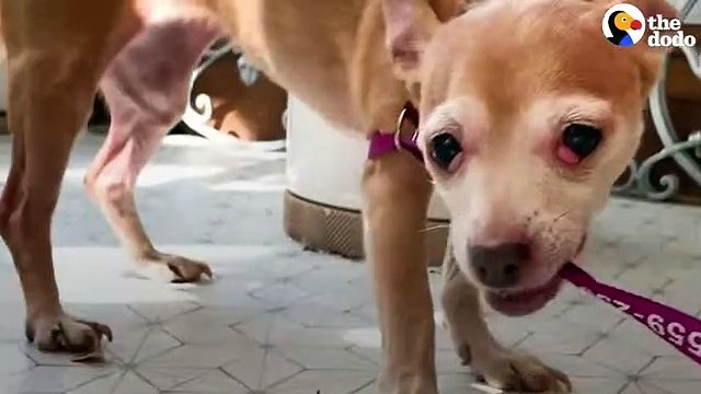 Dog Who Tried To Bite Everyone Becomes A Snugglebug The Dodo Foster Diaries