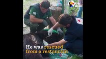 Tyson the Chained Bear Was Used as Bait for Dogs Until He Was Rescued and Set Free   The Dodo
