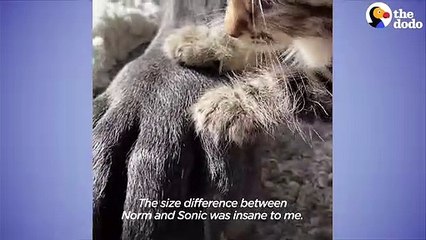 Half-Pound Kitten Takes Naps Under 130-Pound Dog   The Dodo Foster Diaries