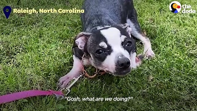 Scared, Shaking Chihuahua Finally Wags Her Tail The Dodo Foster Diaries