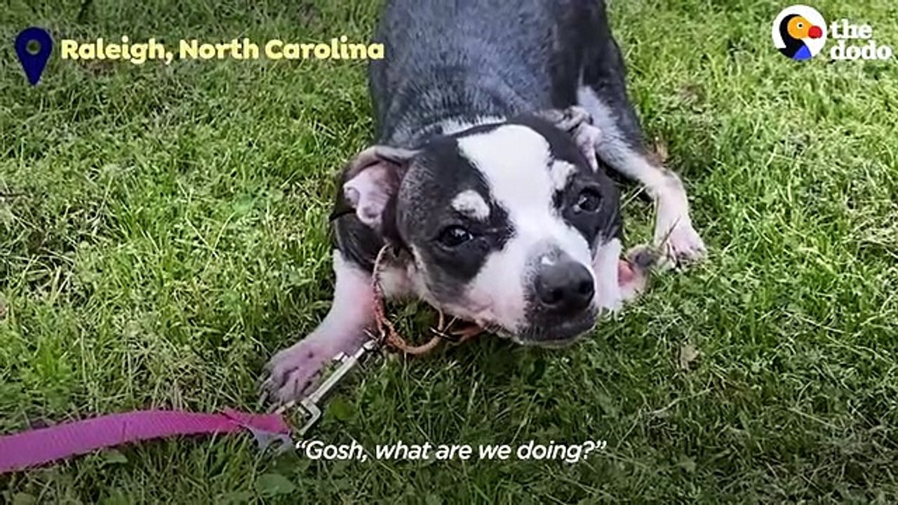 Scared, Shaking Chihuahua Finally Wags Her Tail   The Dodo Foster Diaries