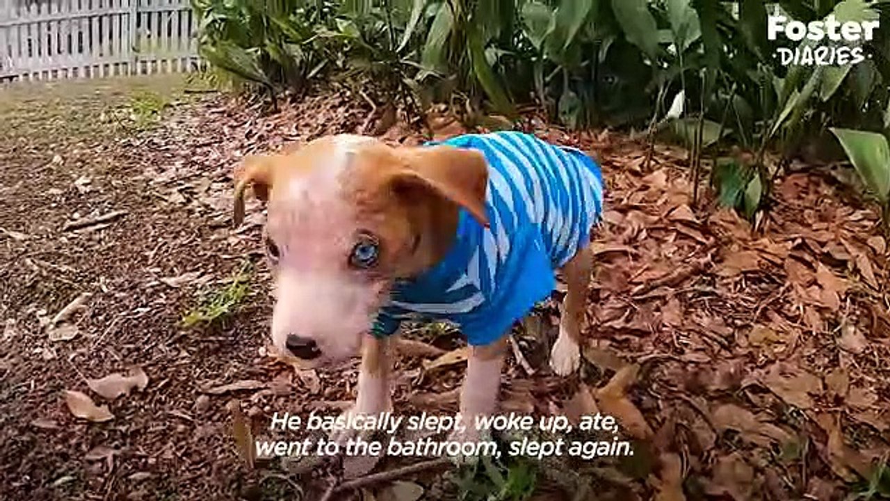 Pittie Puppy Found In A Box Gets So Big and Handsome The Dodo Foster ...