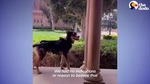 College Student Decides To Foster A Pregnant Dog Right Before Midterms   The Dodo Foster Diaries