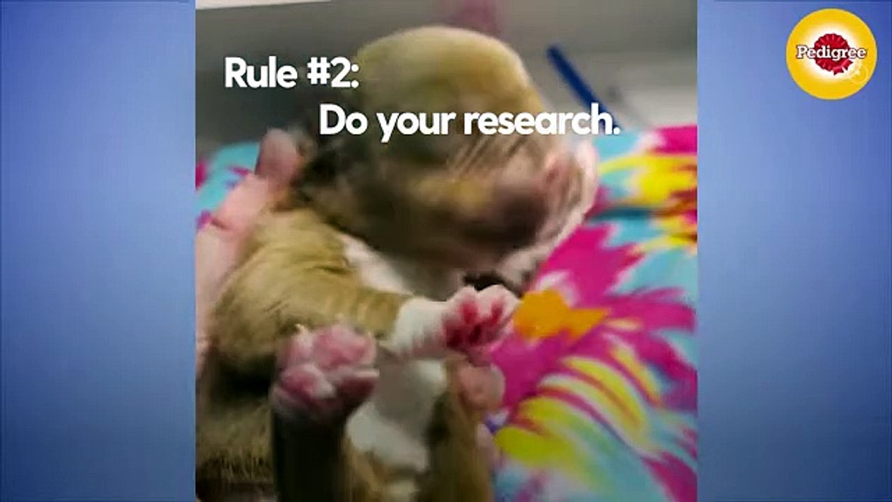 The 8 Rules To Fostering A Litter Of Tiny Puppies   The Dodo Foster Diaries