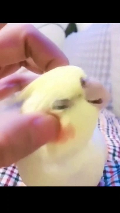 Parrot don't touch me