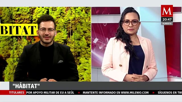 Jaurías de perros en 'Desierto de los Leones' presentan una amenaza para la fauna | Milenio Hábitat