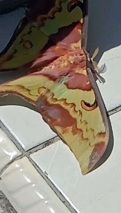 Kupu-kupu lain dari yang lain