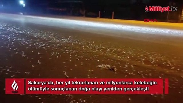 Kelebeklerin ölüm dansı! Milyonlarcası böyle görüntülendi