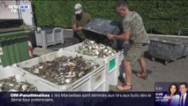 En Italie, le crabe bleu menace les palourdes et les fruits de mer