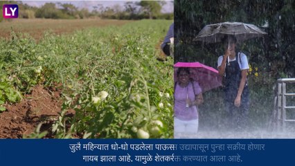 Maharashtra Rain Forecast: राज्यात उद्यापासून पाऊस पुन्हा सक्रीय होण्याचा अंदाज, शेतकऱ्यांना दिलासा
