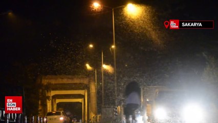 Sakarya'da milyonlarca kelebeğin ölüm dansı bir kez daha gerçekleşti