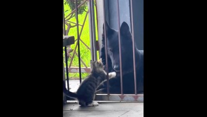 Funny animals, Funny humans,funny fun