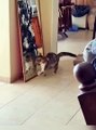 funnypets,fun,funnyfails,compilations,funnymoments,try-not-to-laugh,funnyAnimals