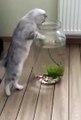 funnypets,fun,funnyfails,compilations,funnymoments,try-not-to-laugh,funnyAnimals
