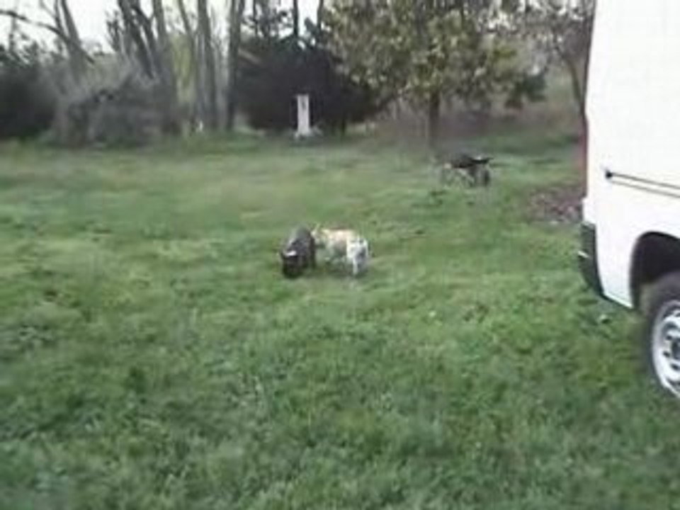 Willow&Nono se defoulent au jardin