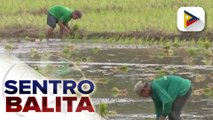 Produksyon ng bigas ng bansa, tumaas ng 3% sa unang anim na buwan ng 2023 ayon sa DA