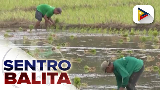 Produksyon ng bigas ng bansa, tumaas ng 3% sa unang anim na buwan ng 2023 ayon sa DA