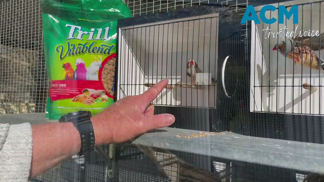 Bill Sewell in Bathurst shows off his zebra finches video Dailymotion