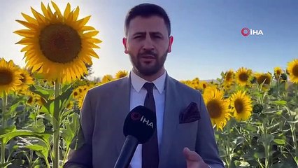 Yüksekova'da Ayçiçek Tarlası Görüntüsüyle Trakya'yı Aratmıyor