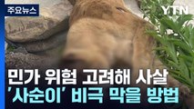 [뉴스큐] 탈출 후 얌전했는데 사살...암사자 '사순이' 비극 막으려면? / YTN