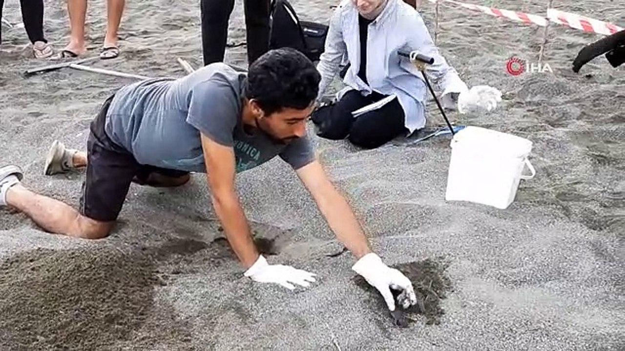 Hatay'da yavru kaplumbağalar denizle buluştu