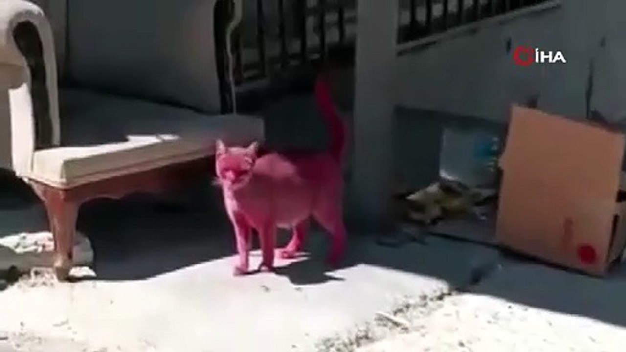 Kediyi pembeye boyayıp sokağa saldılar