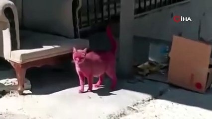 Kediyi pembeye boyayıp sokağa saldılar