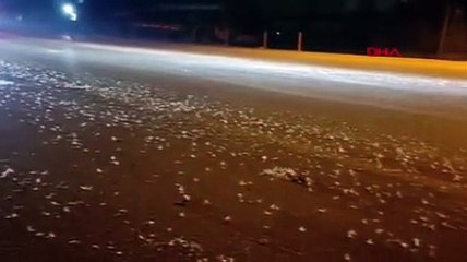 Milyonlarca kelebeğin ölüm dansı