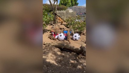 ‘Mystic meerkats’ predict winner of England vs Australia World Cup semi-final
