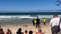 Aparece el cadáver de una cría de tiburón peregrino de más de seis metros en una playa de Ferrol