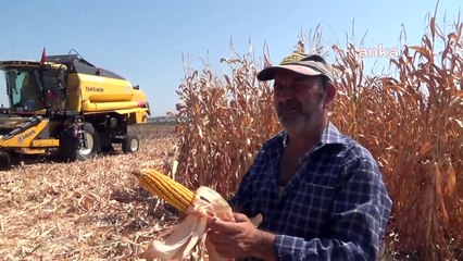 Mısır Çiftçileri Taban Fiyatın Açıklanmamasına Tepkili