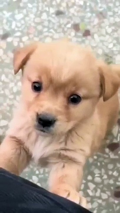 Baby dog_cute puppy barking_4kviral_shorts(360P)