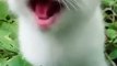 Cat Meowing--------_Cat Sound_ Cute Cat Videos _shorts _cat _cats _dog _puppy _catlover _catfunnyshorts(360P)