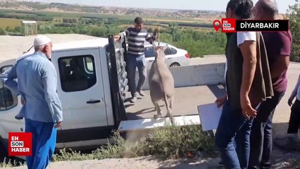 Diyarbakır'da şiddet gören eşek barınağa alındı